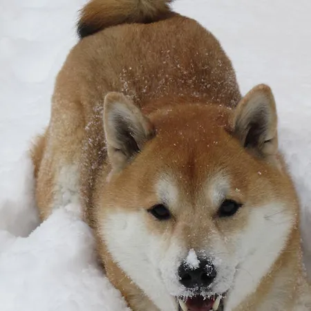 Talheim Tatil Evi Mallnitz