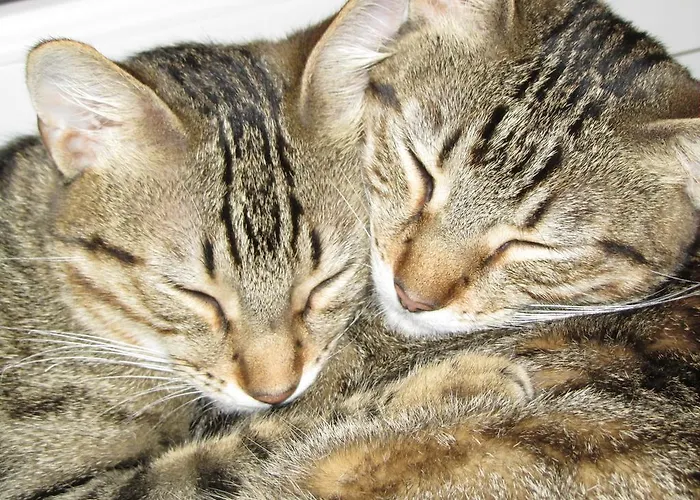 Σπίτι διακοπών Talheim *